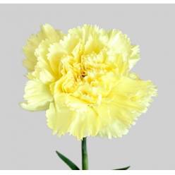 Clavel Col. Fancy Amarillo "T25"