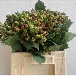 Moras Rubus 40cm