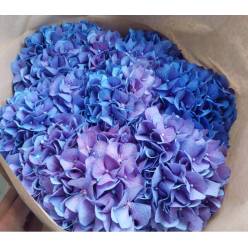 Hortensia Hol. Pimpernel 60cm 18/20 Azul