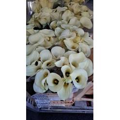Calla Snowstar 65cm