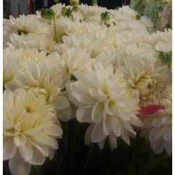 Dalia Hol. Overig Blanca 40cm x10