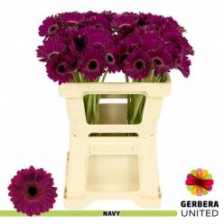 Gerbera Mini Hol. Navy Morada "T20"