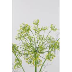 Anethum Graveolnes 80cm