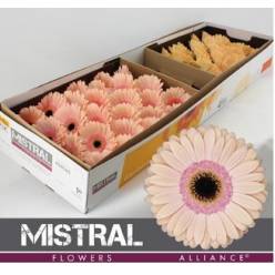 Gerbera Hol. Alliance Rs/sal "T25"