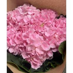 Hortensia Hol. Verena 50cm 13/15 Rosa