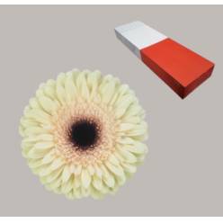 Gerbera Hol. Eclair Cr. "T25"