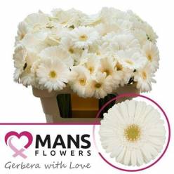 Gerbera Mini Hol. White Star "T20"