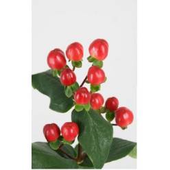 Hypericum Hol. Coco Tango 50cm Rj