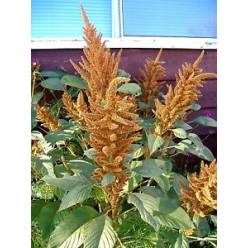 Amaranthus Hol. Hot Biscuits 70cm ocre