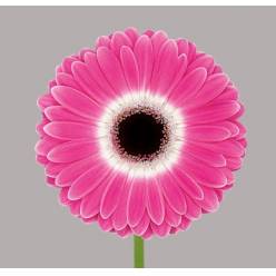 Gerbera Hol. Cubanita Fr. "T25"