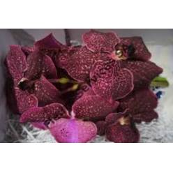 Vanda Su Sangria x16