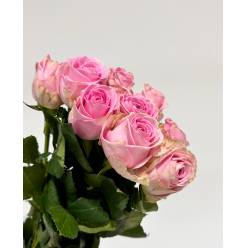 Rosa Hol. Heidi 40cm