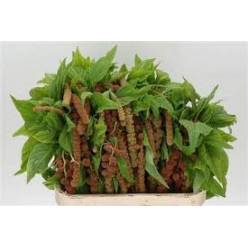 Amaranthus Hol. Ca Mira 80cm