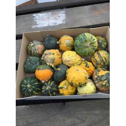 Calabazas Mini Pepo