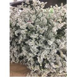 Limonium Hol. Mount Diamond 65cm 25gr "T25" Bl