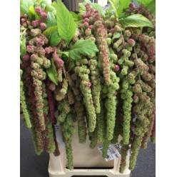 Amaranthus Hol. Ca Mira 75cm