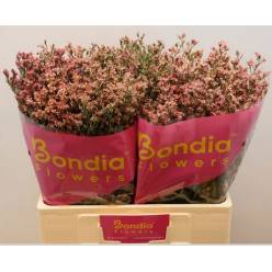 Limonium Hol. Max Diamon 70cm 25gr "T25" Ocre