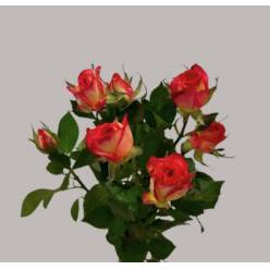 Ramificada Summer Dance 50cm