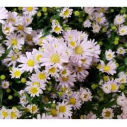 Aster Hol. Claudia 75cm 20gr "T25"
