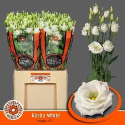 Lisiantus Hol. Rosi White 65cm 55gr "T10"