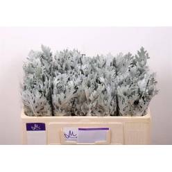 Senecio Maritima 35cm