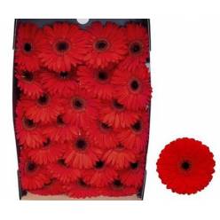 Gerbera Hol. Barones Rj. "T25"