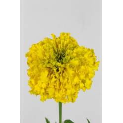 Tage E Promise Yellow 75cm