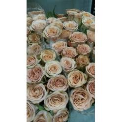 Rosa Hol. Cappuccino 40cm