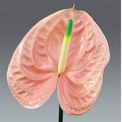Anthurium Nac. Cheers 13  "CC12"