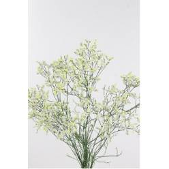 Limonium Hol. Clear Diamond 70cm 25gr "T25" Bl