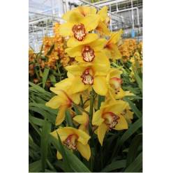 Cymbidium Stella 80cm Am.