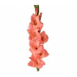 Gladiolo Nac. Rosa 130cm