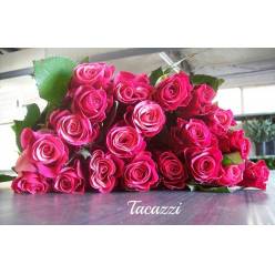 Rosa Hol. Pink Tacazzi+ 60cm