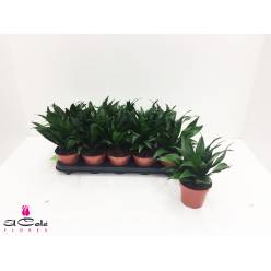 P. Dracena Hol. Compacta 12/25cm x10
