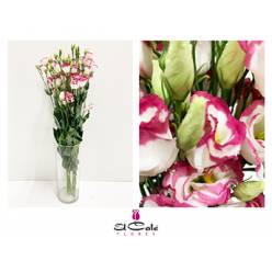 Lisiantus Hol. Rosi Hot Lips 70cm 55gr "T10"