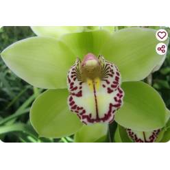 Cymbidium Robin Hood 80vm Vd.