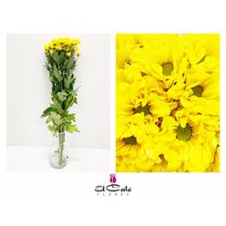 Margarita Hol. Celebrate 75gr