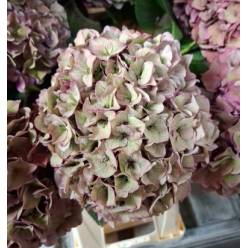 Hortensia Hol. Rodeo Class 60cm  18/20
