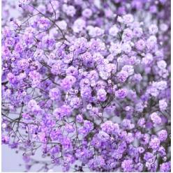 Paniculata Ecu. Tint. Lavanda 750gr "T25"