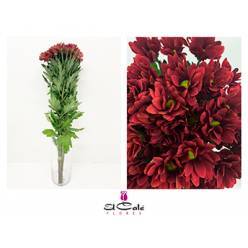 Margarita Hol. Bontempi 70gr