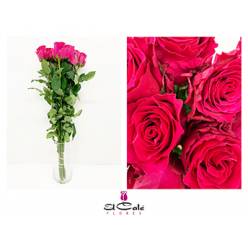 Rosa Hol. Pink Rhodos 50cm