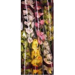 Cymbidium Mixta 80cm "Special"