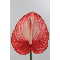 Anthurium Hol. Singita x12