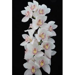 Cymbidium Tony 80cm Bl.