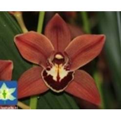 Cymb Mini Brownie 60cm