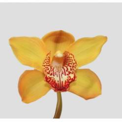 Cymbidium Esther 50cm Ama. Ocre