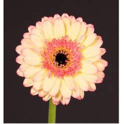 Gerbera Mini Hol. Prosecco "T20"