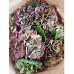 Hortensia Hol. Magic Elbtal Classic 60cm 16/18