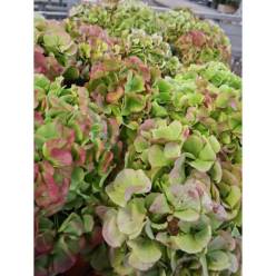 Hortensia Hol. Verena Classic 80cm 20/22 Rs.