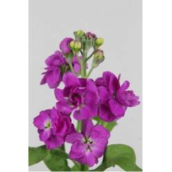 Aleli Hol. Anyt. Rose 55cm "T10" Rs.